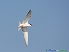 Uccelli charadriiformi 34 - Sterna zampenere.jpg